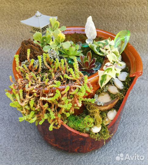 Суккуленты очиток едкий