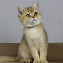 Британский короткошёрстный котёнок