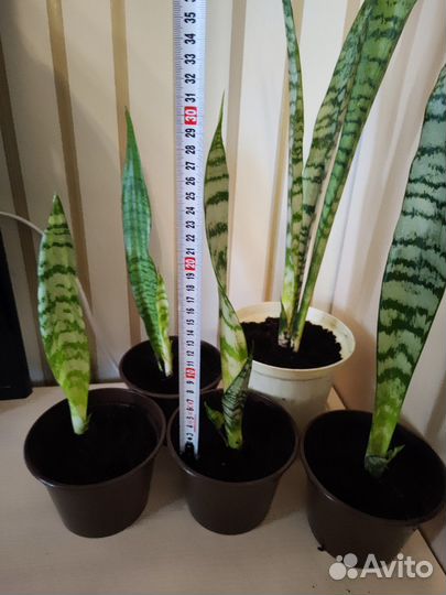 Сансевиерия (тещин язык)