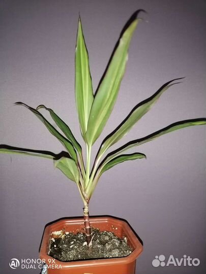 Драцена - Кордилина киви