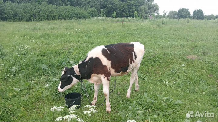 Нетель 11 месяцев, 02.07.2024 будет ровно год