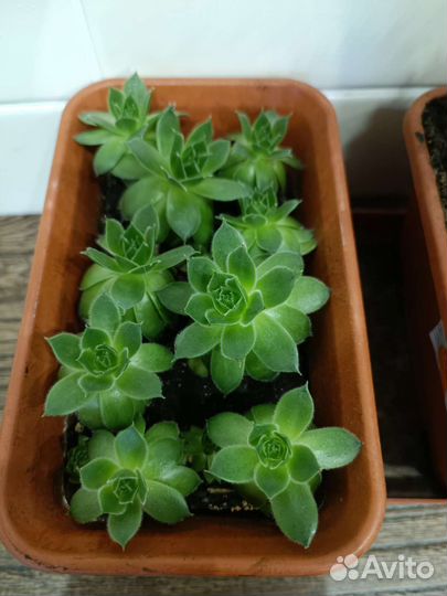 Суккуленты