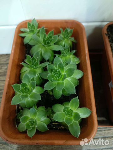 Суккуленты