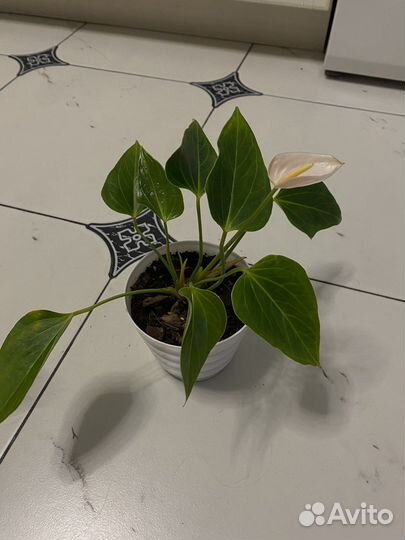 Антуриум бэби вайт