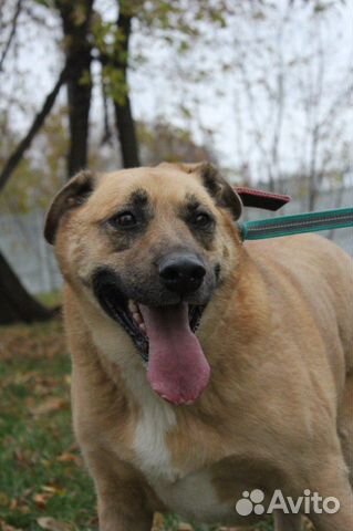 Булочка в поиске хорошей семьи