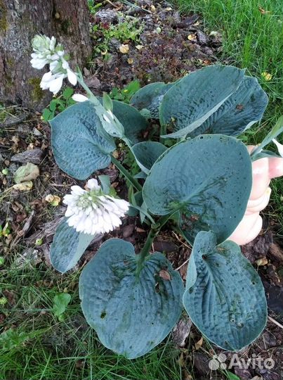 Голубая хоста