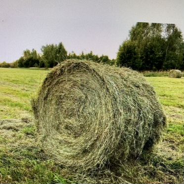 Сено в рулонах