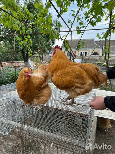 Куры Орпинктон