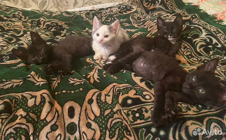 Котята в добрые руки