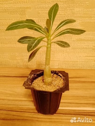 Адениум обесум