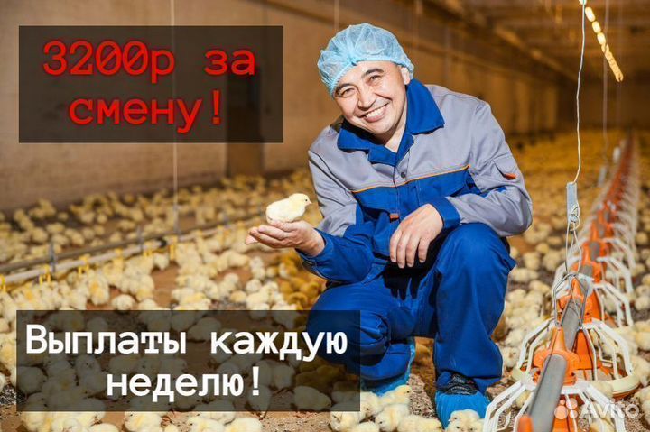 Разнорабочий на птицеферму вахта