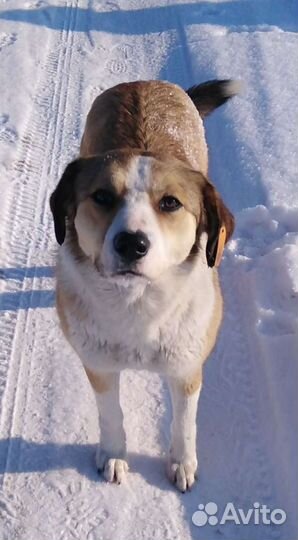 Собака для души