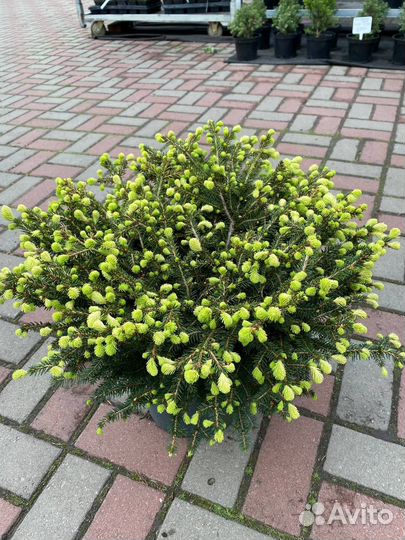 Ель Нидиформис