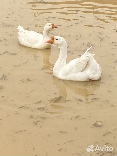 Гусиные яйца