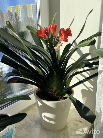 Кливия- взрослое растение с детками