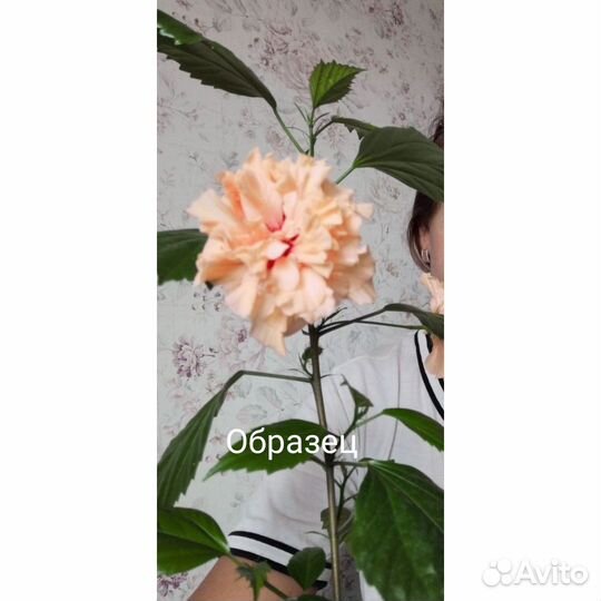 Гибискус (китайская роза) персиковая, махровая