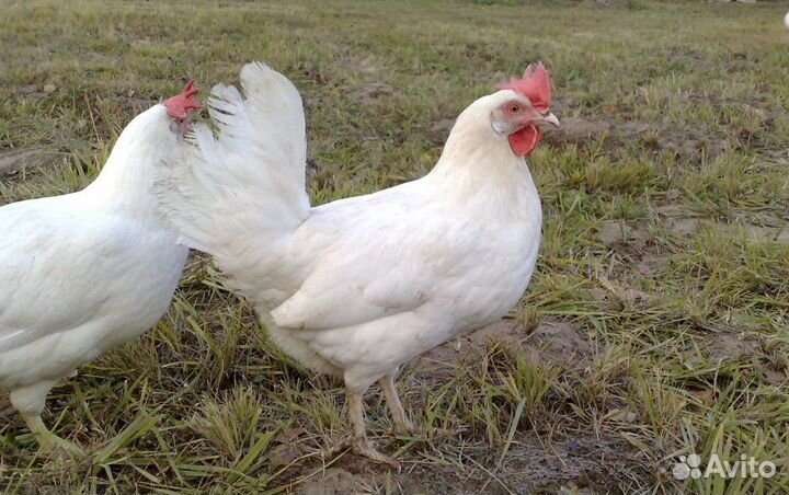 Куры:молодки, несушки Н. Н. кстово