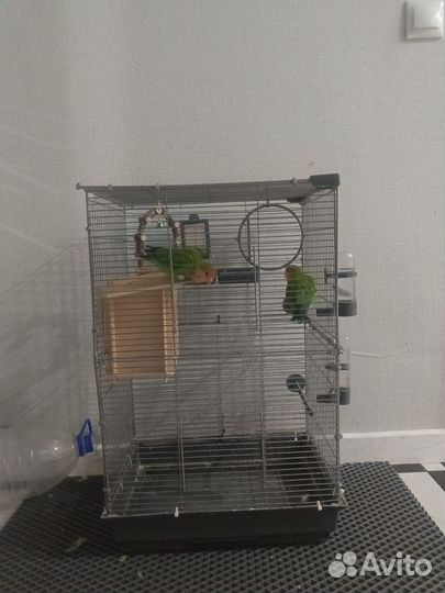 Попугай неразлучники