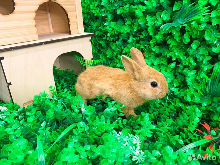 Мини карликовый кролик - это самый маленький