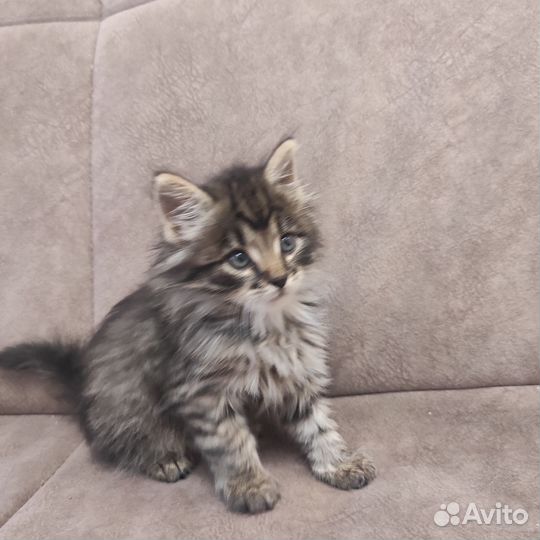Котик в дар бесплатно