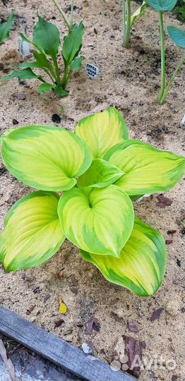 Хосты сортовые