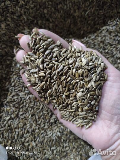 Семена расторопши