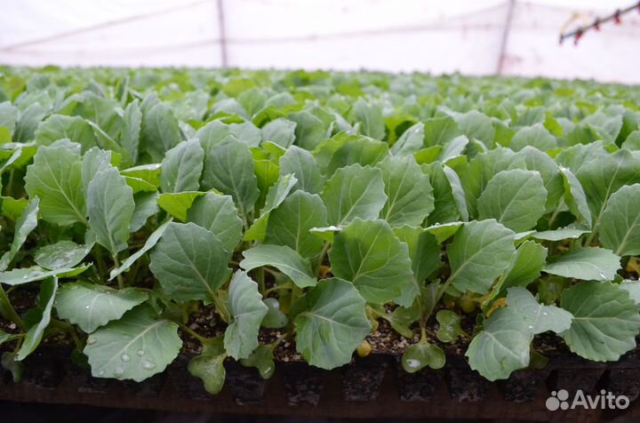 Рассада капусты