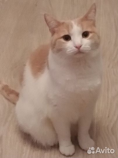 Кошки бесплатно