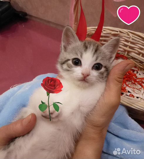Котята в добрые ручки