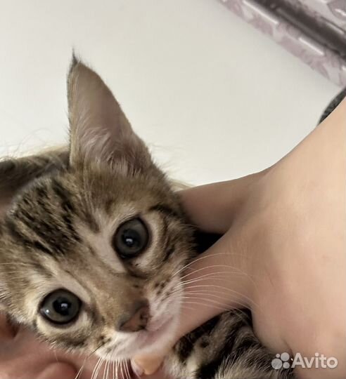 Бенгальский котенок девочка