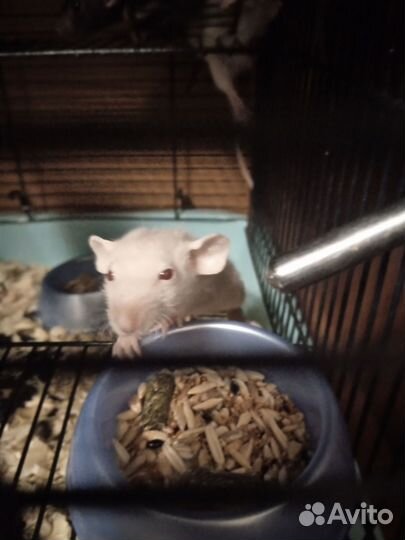 Крысята дамбо