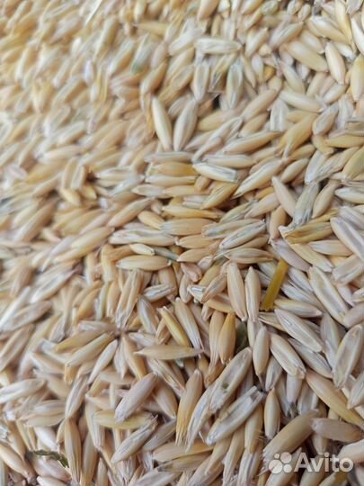 Продам овес ячмень