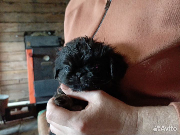Щенки пекинеса