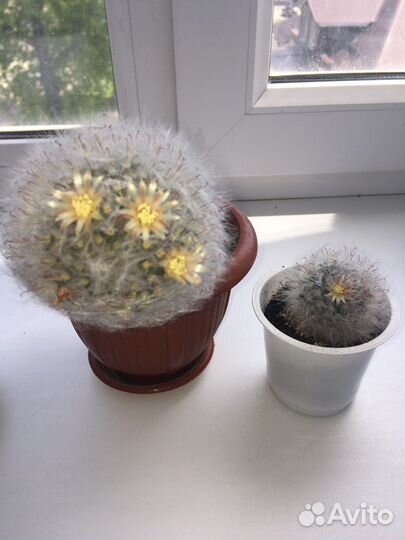 Кактус пушистый