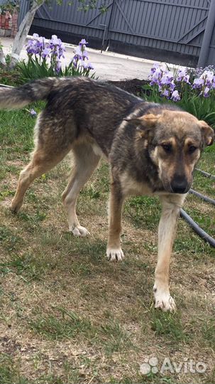 Молодой пёс