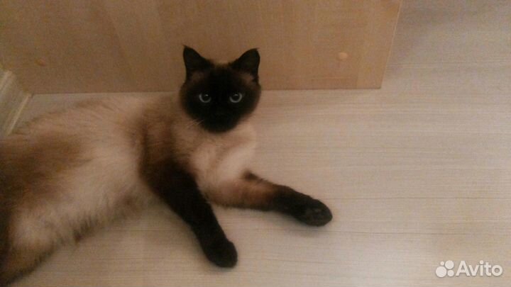 Тайская кошечка