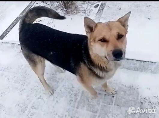 Умный крупный пёс в добрый дом