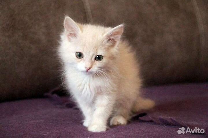 Маленький котик