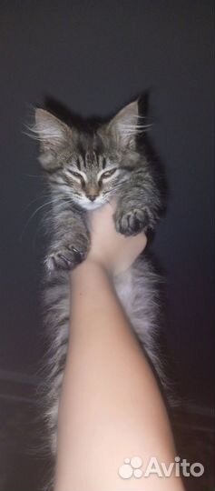 Кошка в дар бесплатно