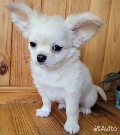 Чихуахуа породный малыш