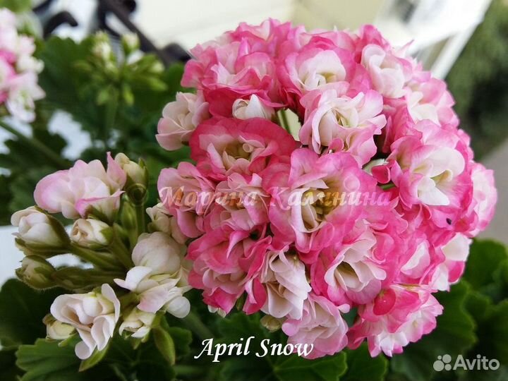 Розебудные пеларгонии