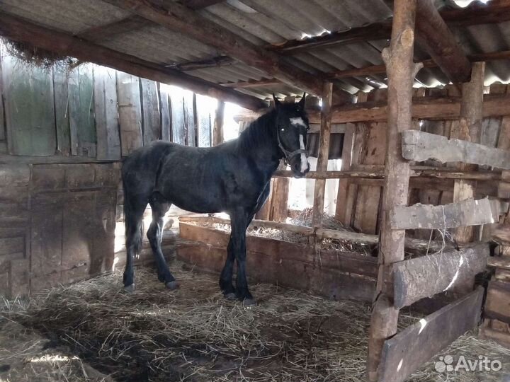 Продам бычков и жеребца