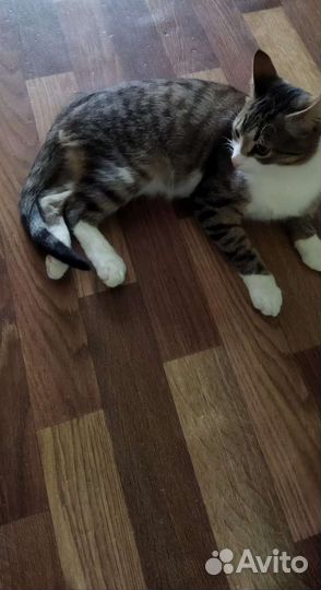 Котёнок бесплатно 7 мес