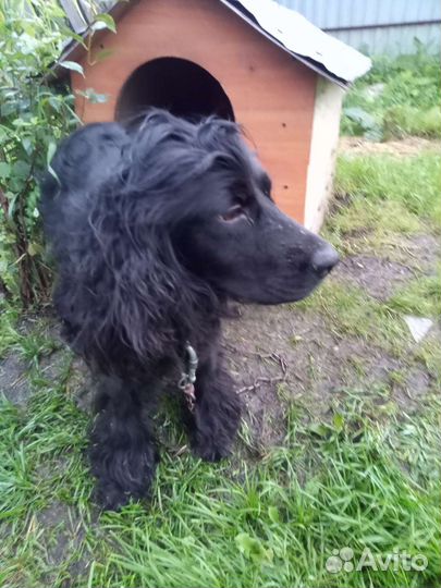 Продажа собак щенков