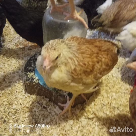 Куры молодки