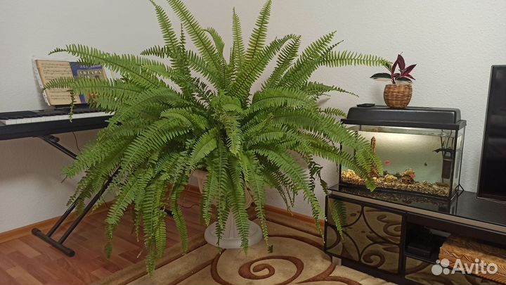 Папоротник нефролепис