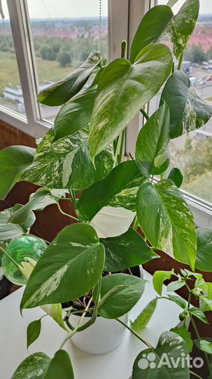 Монстера вариегатная пестролистная альба