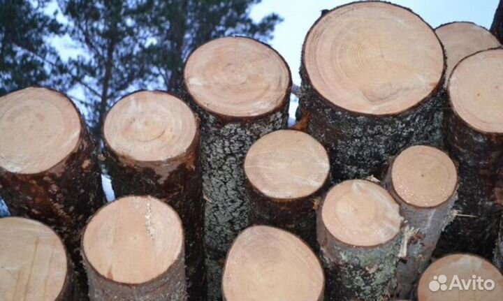 Липа на корню 65 кубов бревна