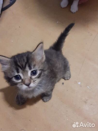 Кошки в добрые руки бесплатно