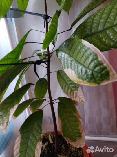 Дерево Какао (Шоколадное дерево)